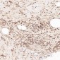 Anti-IRF3 Rabbit Monoclonal Antibody